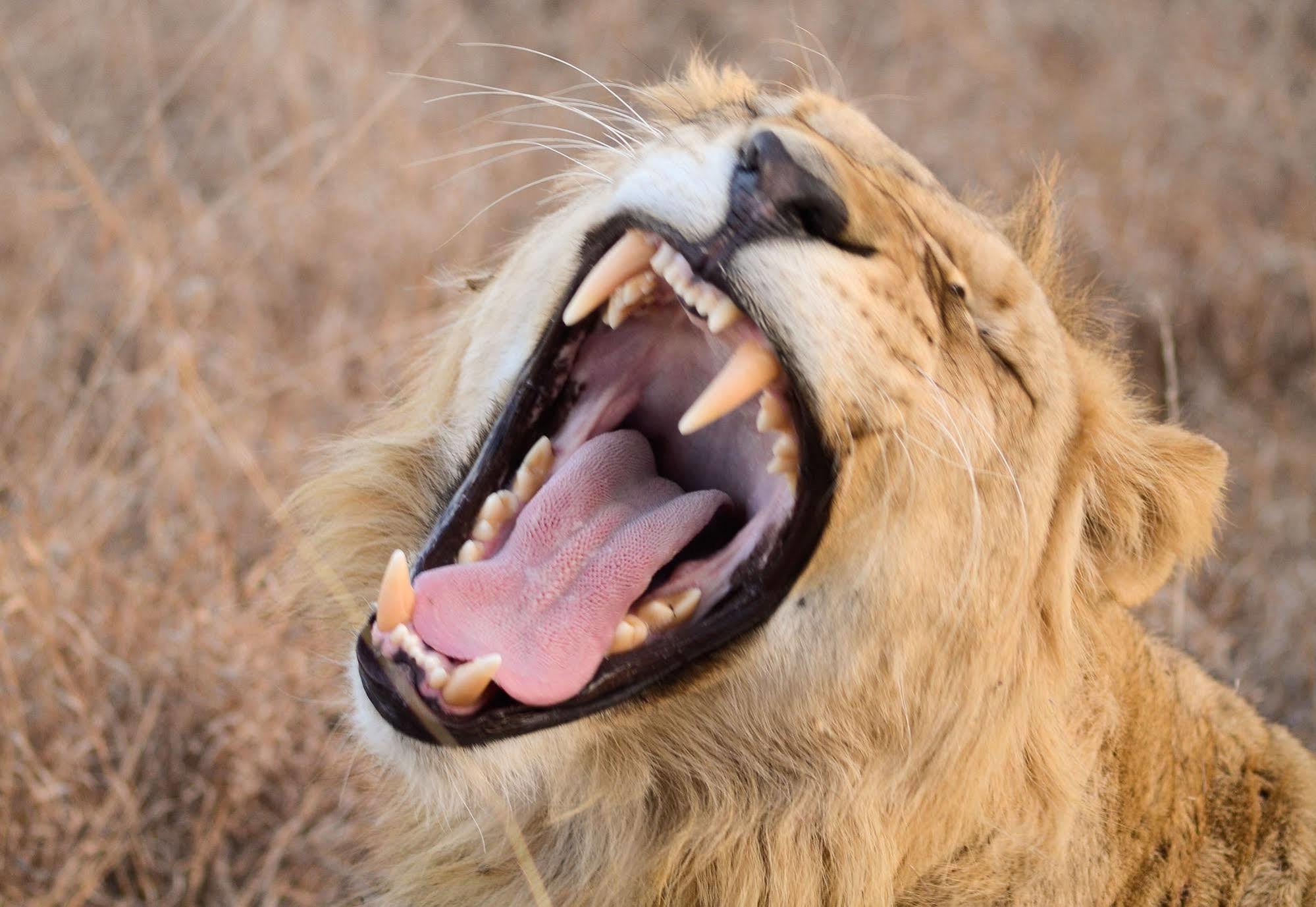 Bona Bona Game Lodge Wolmaransstad ภายนอก รูปภาพ
