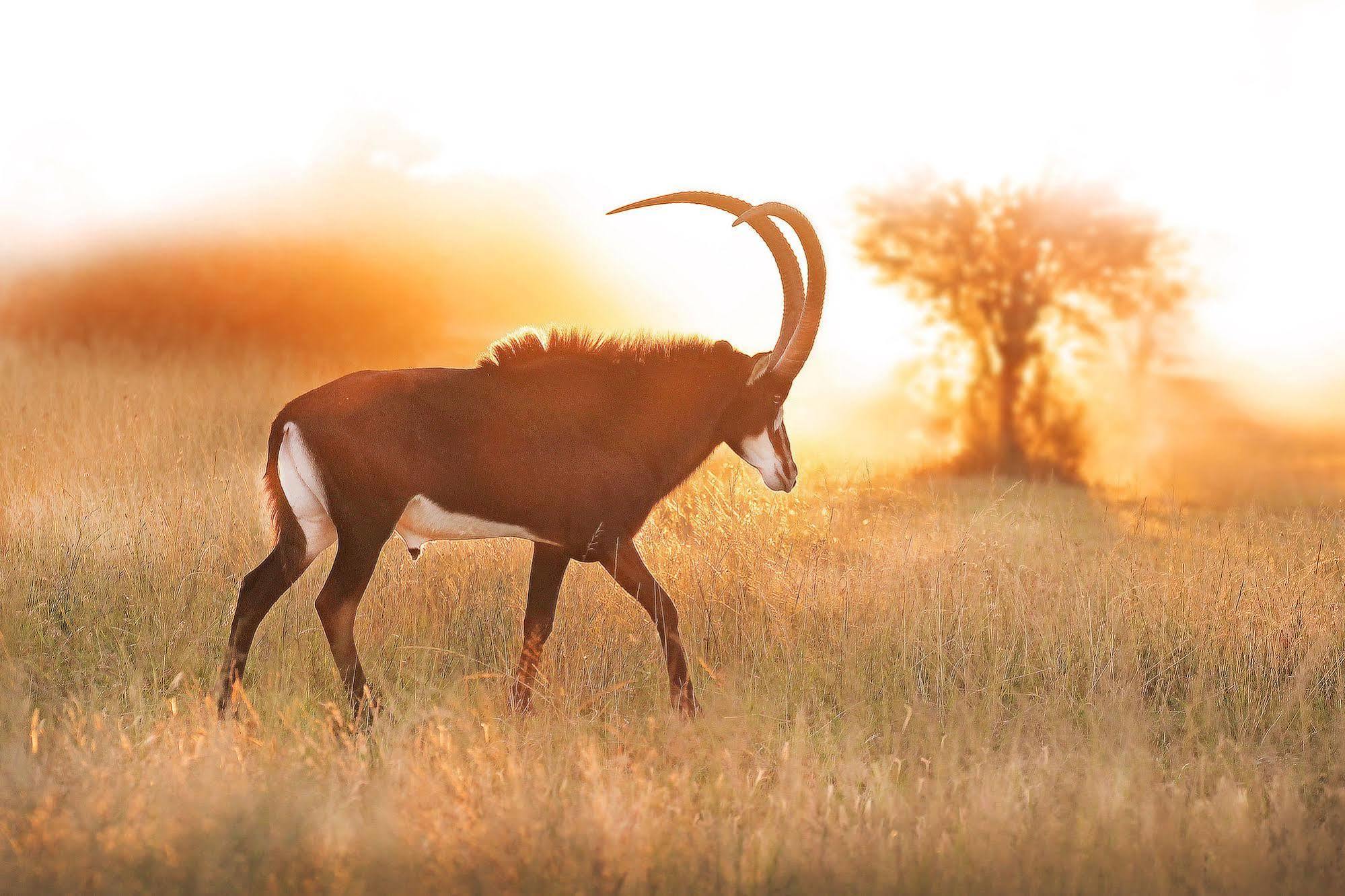 Bona Bona Game Lodge Wolmaransstad ภายนอก รูปภาพ