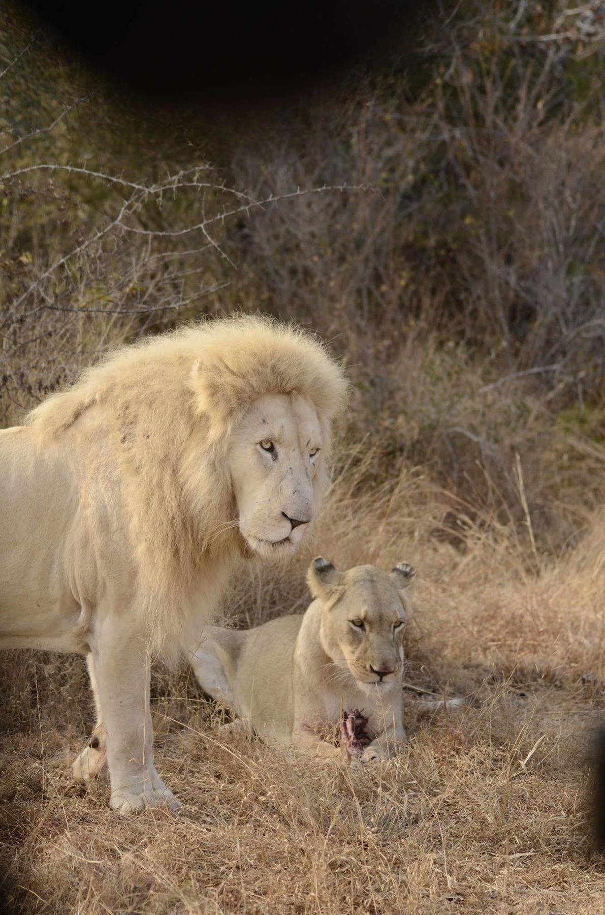 Bona Bona Game Lodge Wolmaransstad ภายนอก รูปภาพ