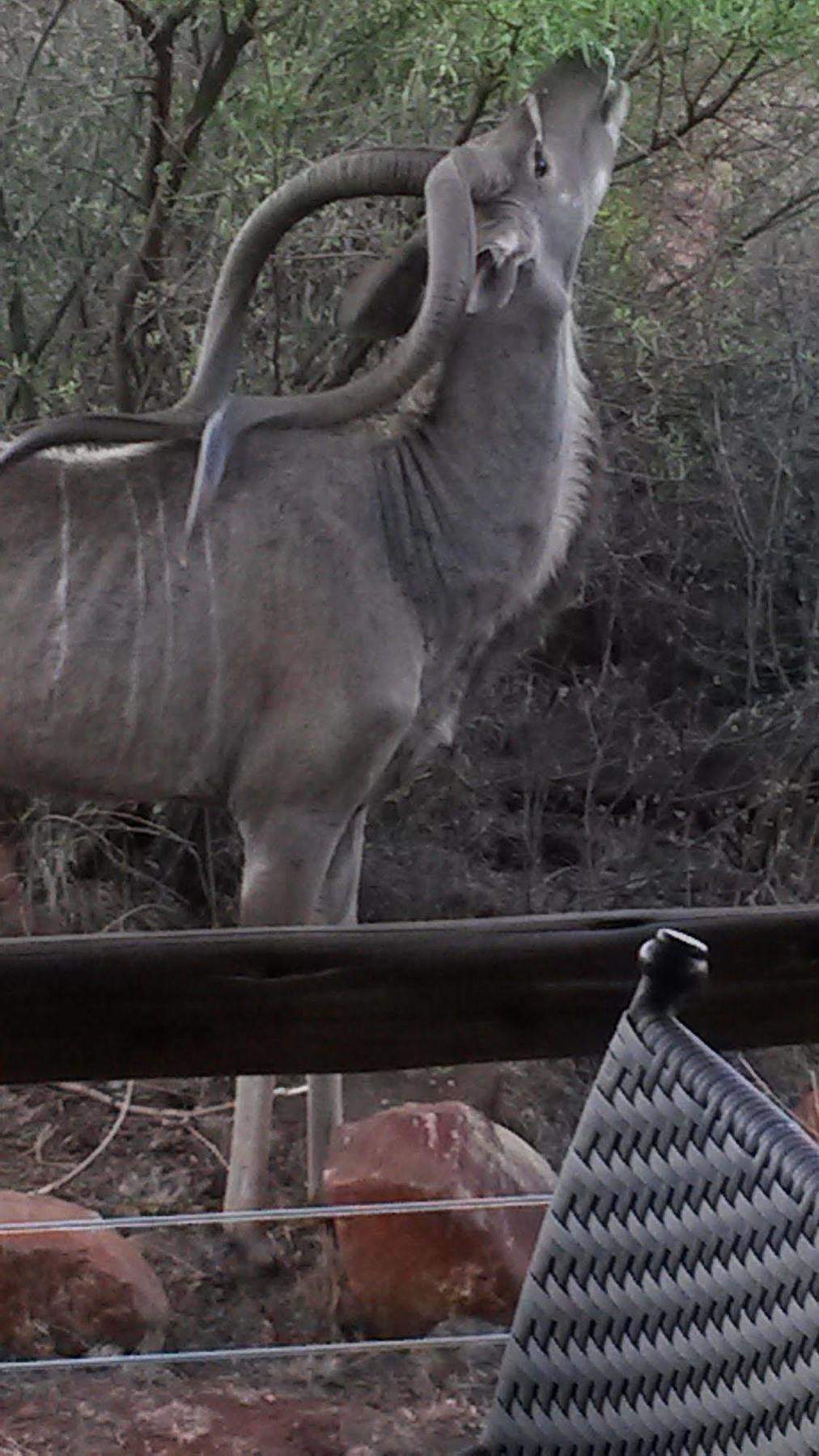 Bona Bona Game Lodge Wolmaransstad ภายนอก รูปภาพ