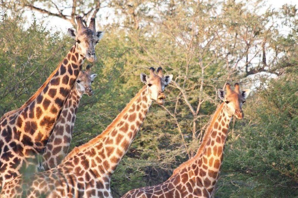 Bona Bona Game Lodge Wolmaransstad ภายนอก รูปภาพ