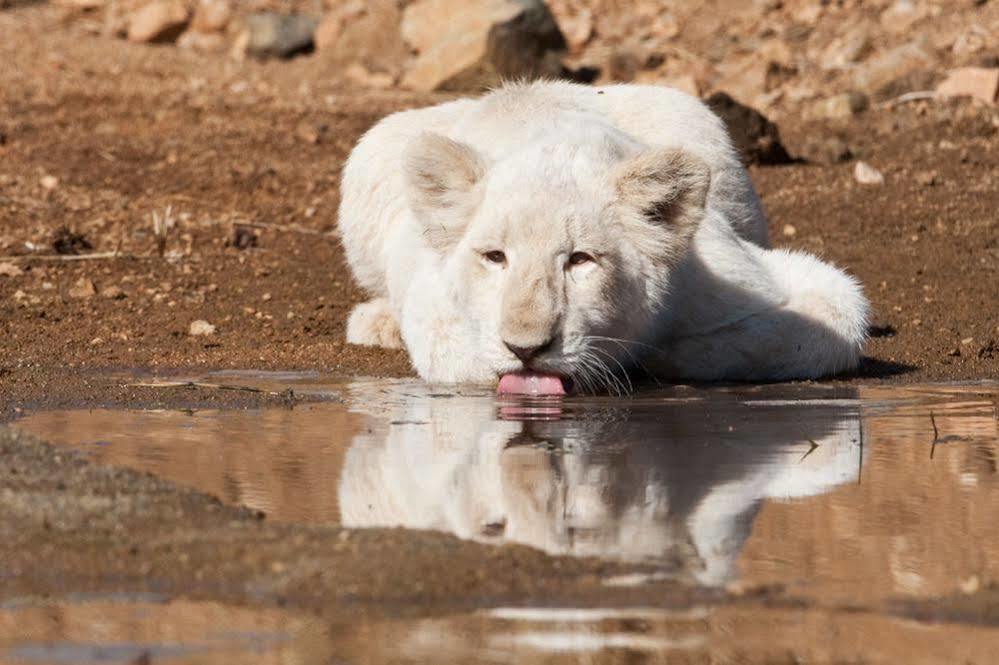 Bona Bona Game Lodge Wolmaransstad ภายนอก รูปภาพ